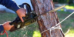 Trusted Huntington, UT Tree Services Experts