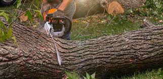 How Our Tree Care Process Works  in  Huntington, UT